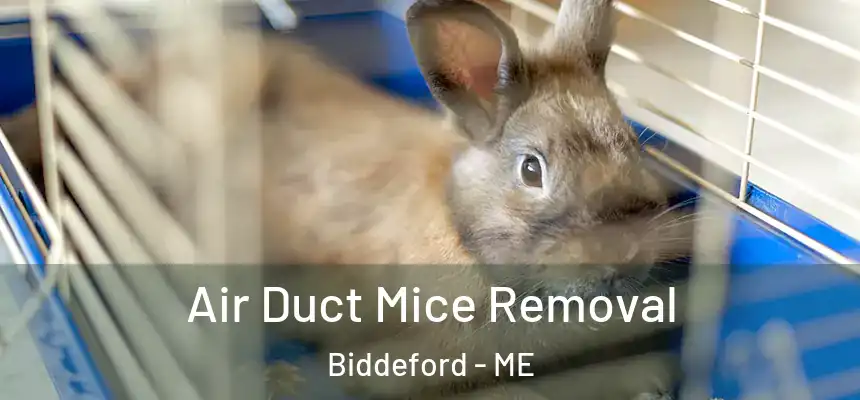  Air Duct Mice Removal Biddeford - ME